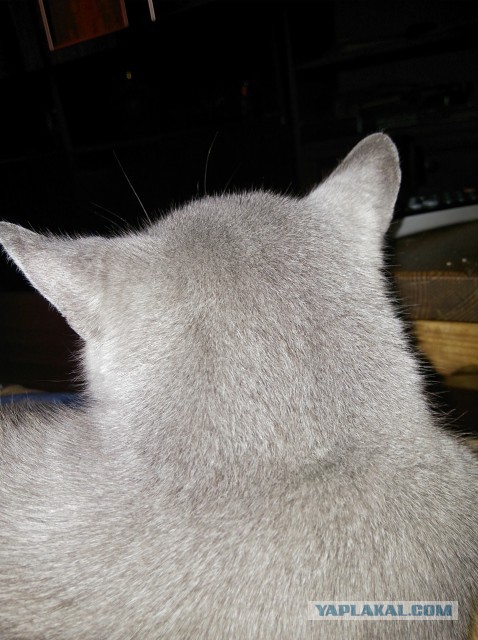 Котовторник 23.07.2013