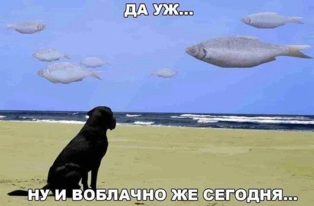 Пятничные бояны