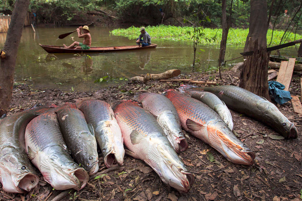 В водах Бразилии обитает двухметровая рыба