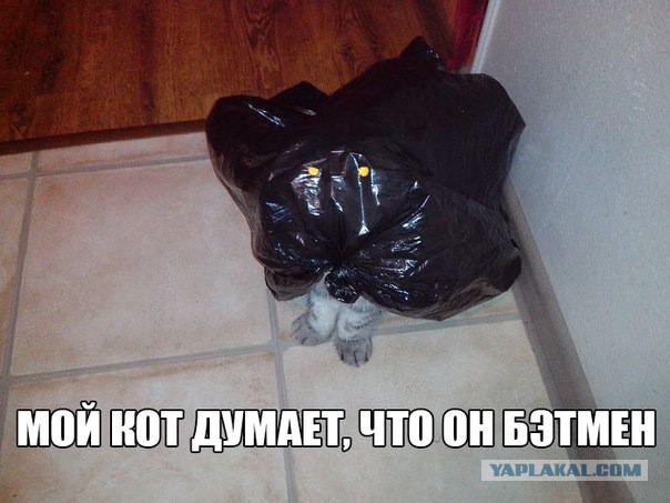 Котовторник 25.02.2014