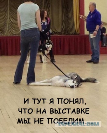 Подборка смешных картинок