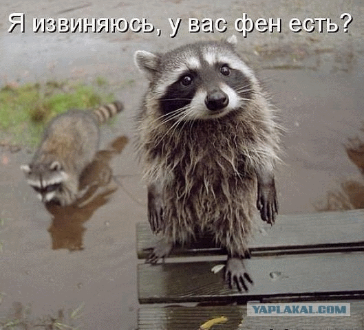Комментарии из сети