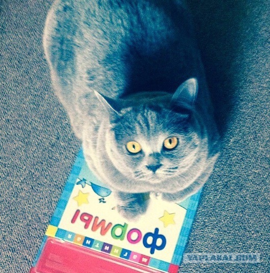 Котовторник 26.08.14.