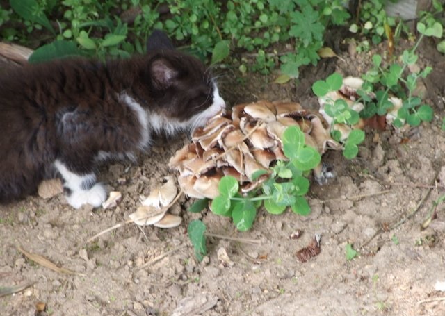 Котэ, которых застали врасплох