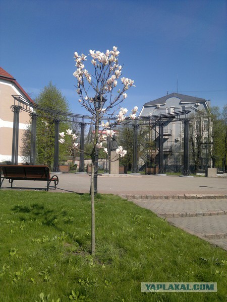 Курортный Светлогорск (Rauschen)