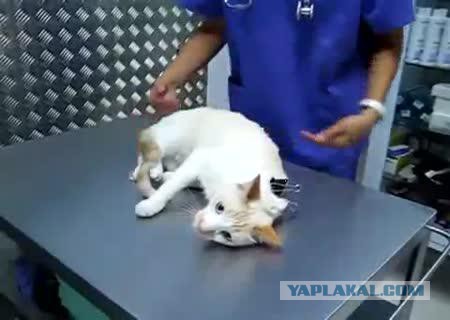 Хорёк поймал кошку и ...!