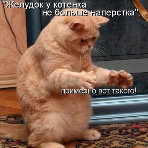 Это не кот - это хитрая .опа!