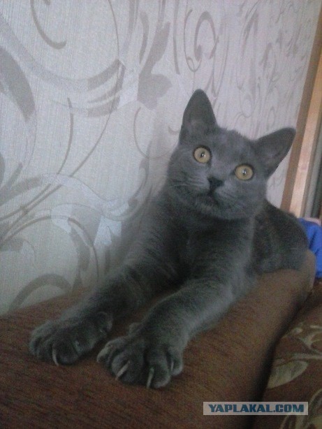 Котовторник 17.11.2015