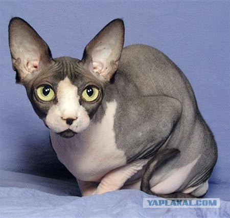 Неправильный кот