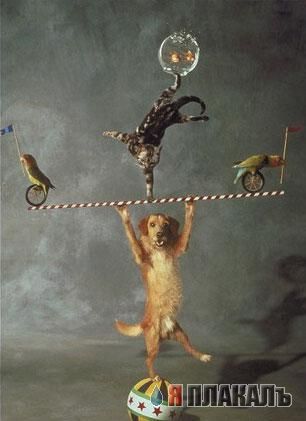 Коты, кошки, котята