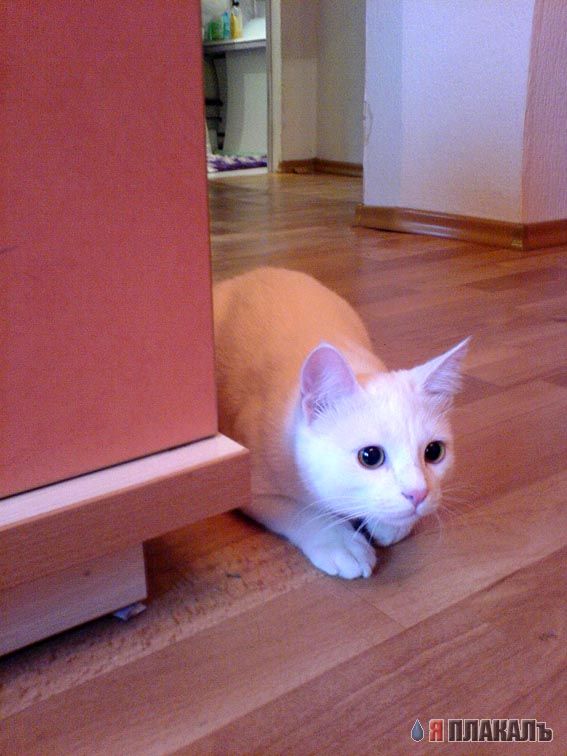 Коты, кошки, котята