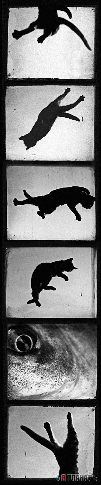Коты, кошки, котята