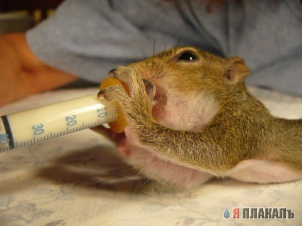 БЕЛКИ. Все про белок, прикольные белки!
