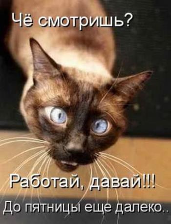 "Оскара" - котикам!