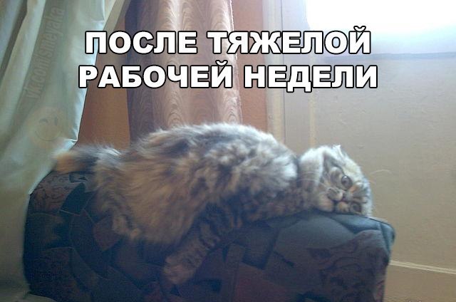Коты из сети