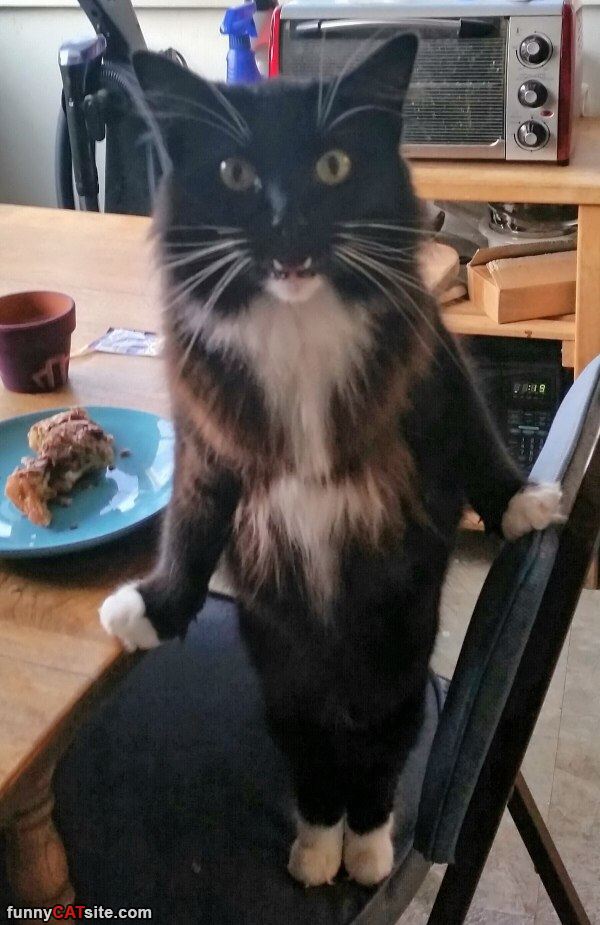 Коты из сети