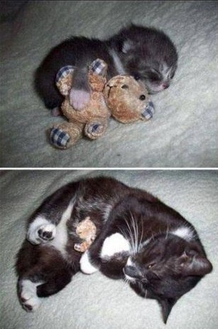 Коты из сети