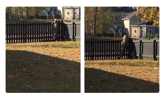 Когда очень хочется что то украсть