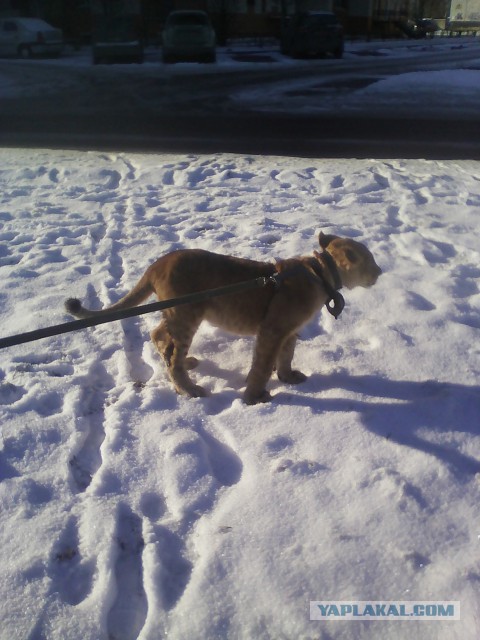 Петербуржец пришел в автосалон со львенком и купил Rolls-Royce за 40 миллионов