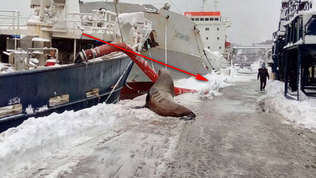 На Камчатке моряки подкормили голодного тюленя