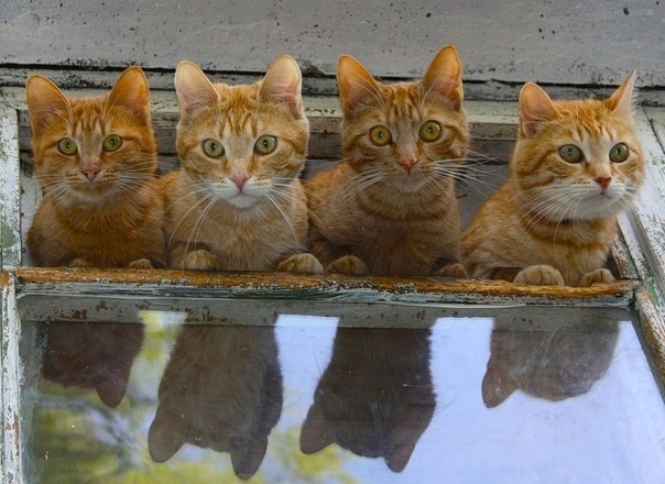Коты и Кошки