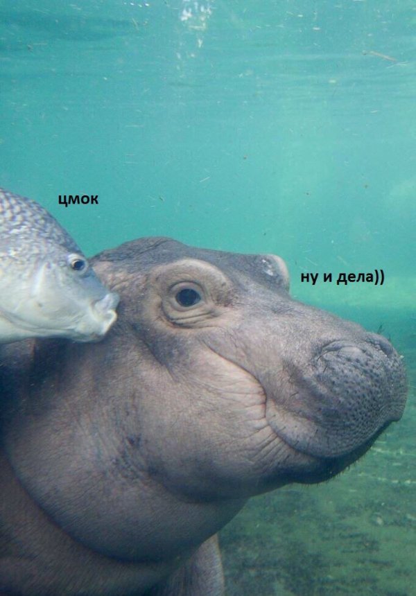 Допрыгались