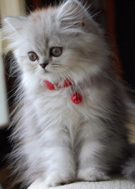 Коты и Кошки