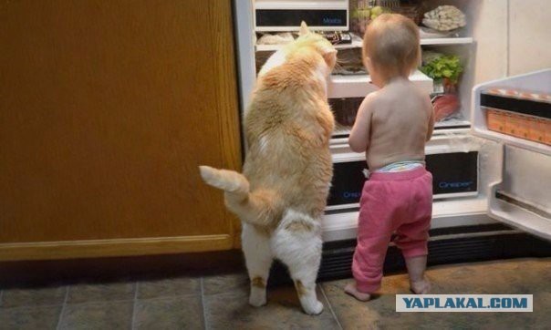 Коты. Отнюдь не ми-ми-ми.