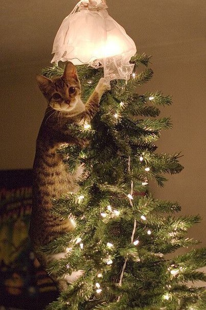 Коты и Кошки
