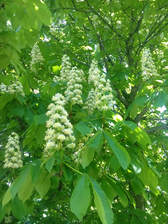 Просто Природа