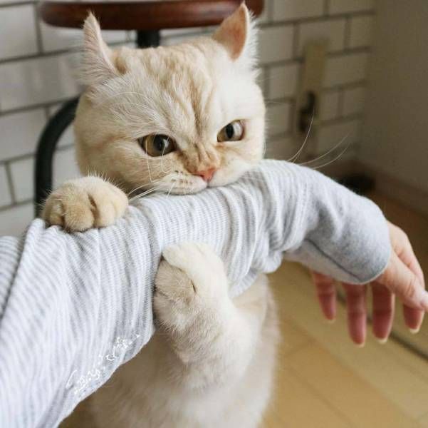 Прикольных котов пост