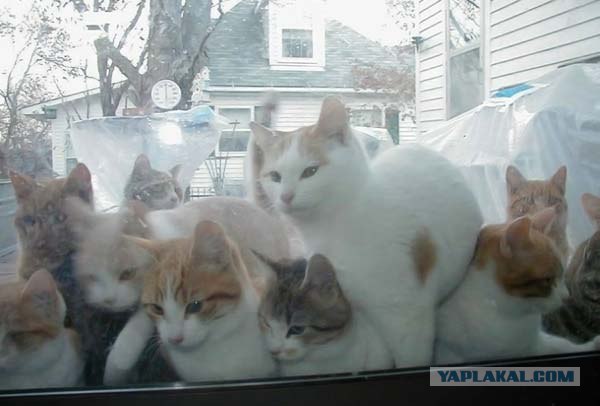 Котовторник (16.09.08)