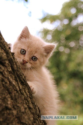 Первый котовторник июля
