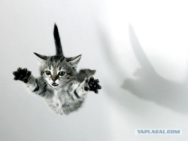 Котовторник! 11.10.11