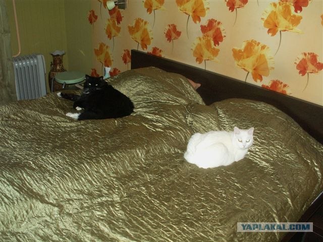 Котовторник 17 января