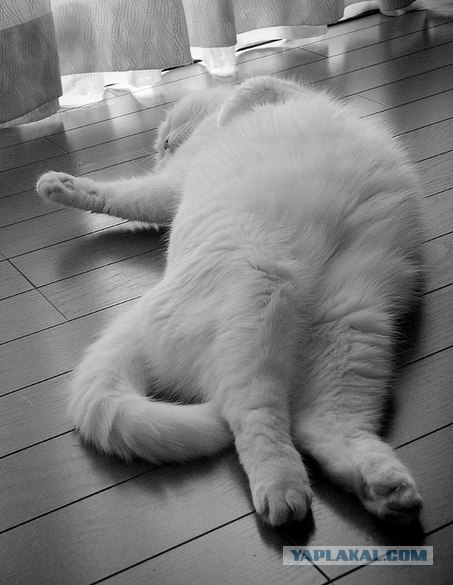 Котовторник  от 3.04.2012
