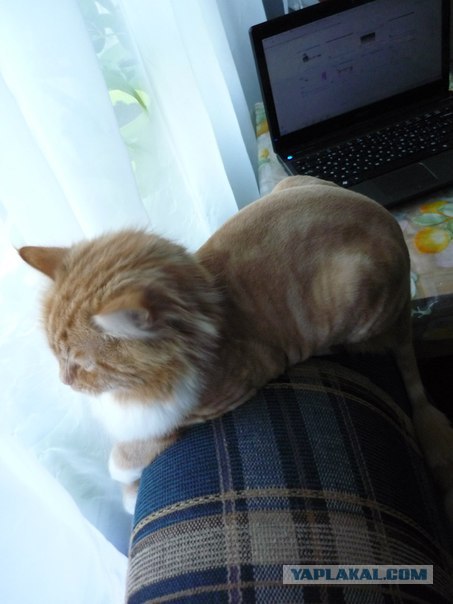 Котовторник  14.08.2012.
