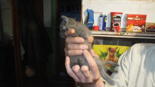 Тема про несчастного кота, в которой всем хорошим людям автор показывает сиськи!2