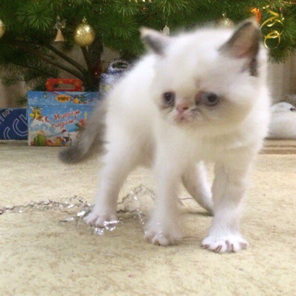Забавные фото котеек