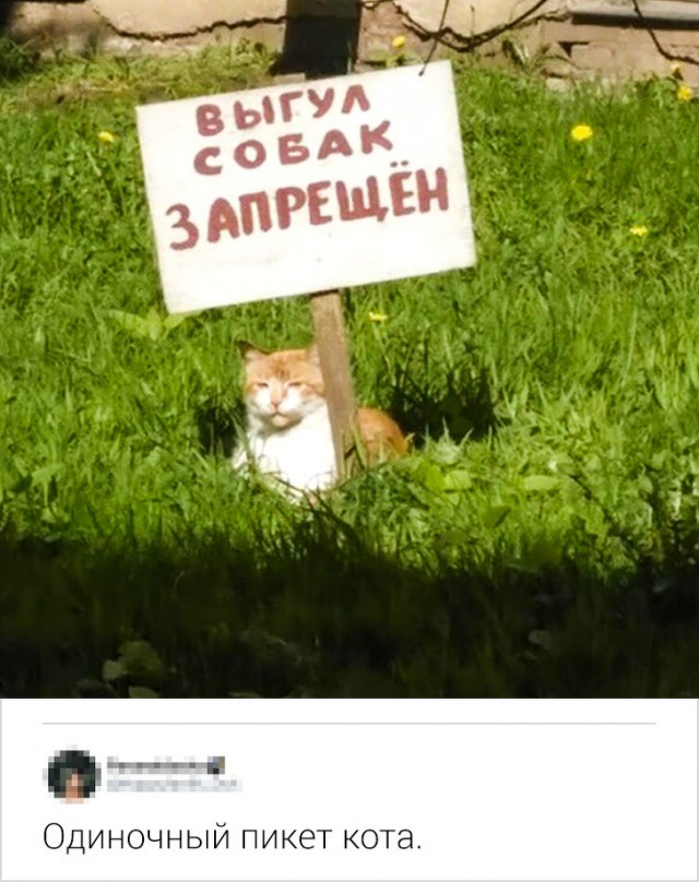 Коменты от пользователей сети, которым сложно держать свое остроумие под контролем