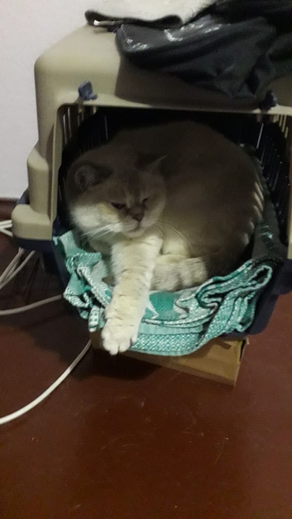 Котовторник 28.01.2020