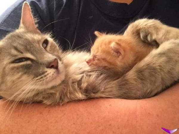 Котофеев пост