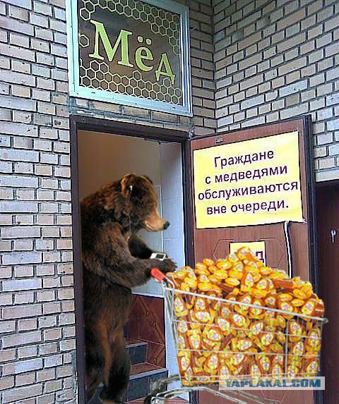 Фотожаба: Хочешь меда - бери с собой медведя