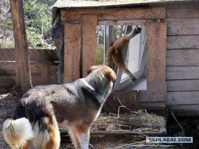 Фотожаба: Собака с Девушкой