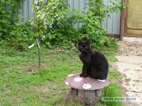 Подъездные коты