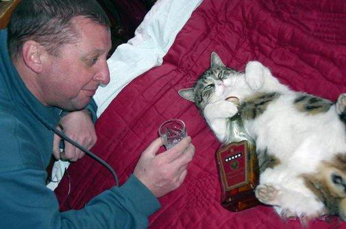 Котики от Нарвского