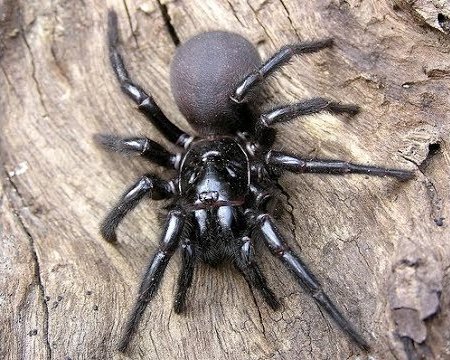 Бразильский странствующий паук, спаривание морских окуней и другие победители Wildlife Photographer of the Year 2021