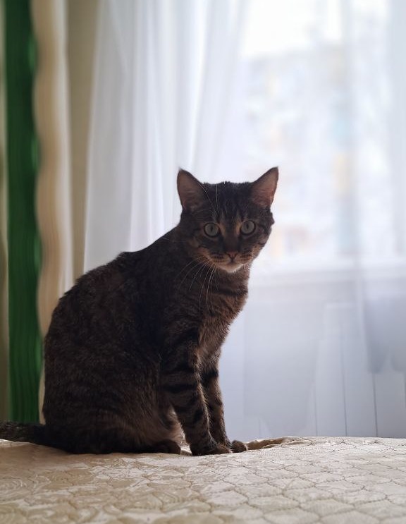 Вторник, ваши коты и кошки в студию