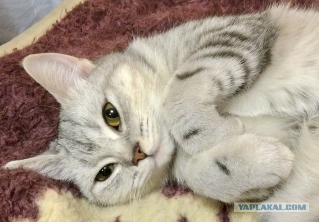 Купила кошке ковëр