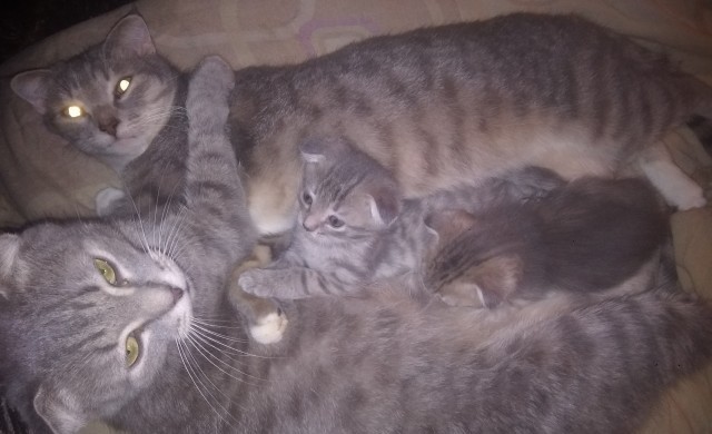 На котовторник